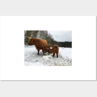 Scottish Highland Cattle Cow and Calves 1622 Posters and Art